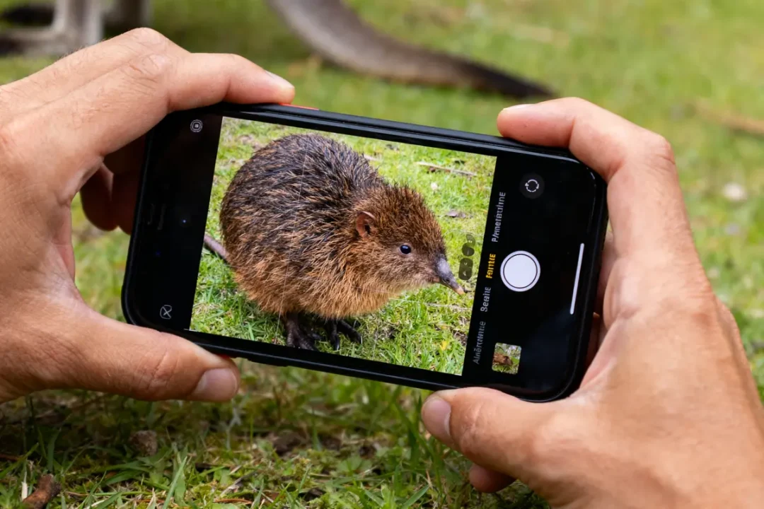 Personne prenant photo d'un petit animal marron, ressemblant à un rongeur, avec un smartphone.