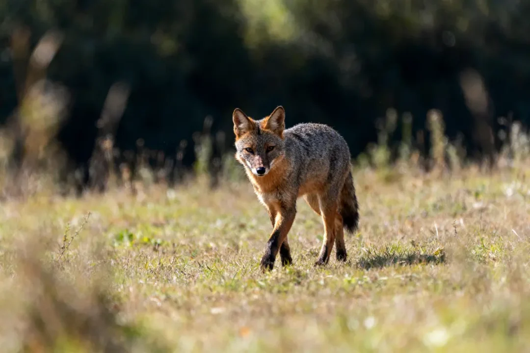 Renard marchant sur l'herbe dans un champ avec fond boisé flou.