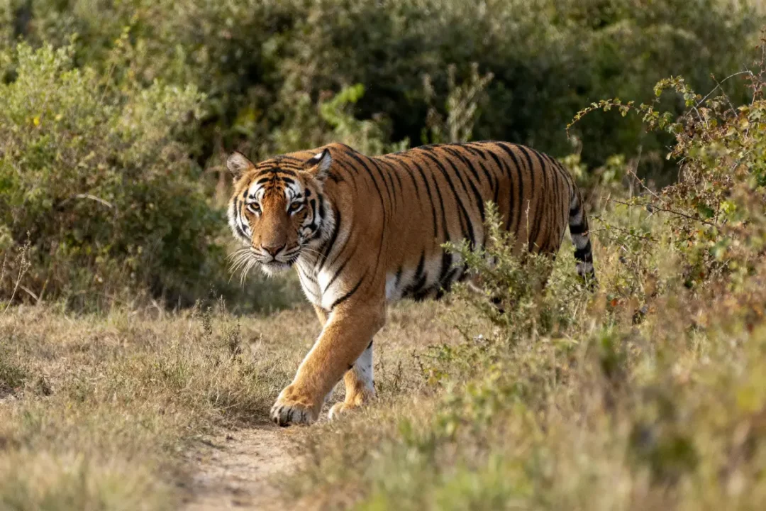 Tigre marchant dans la nature, entouré de végétation verte et herbe sèche.