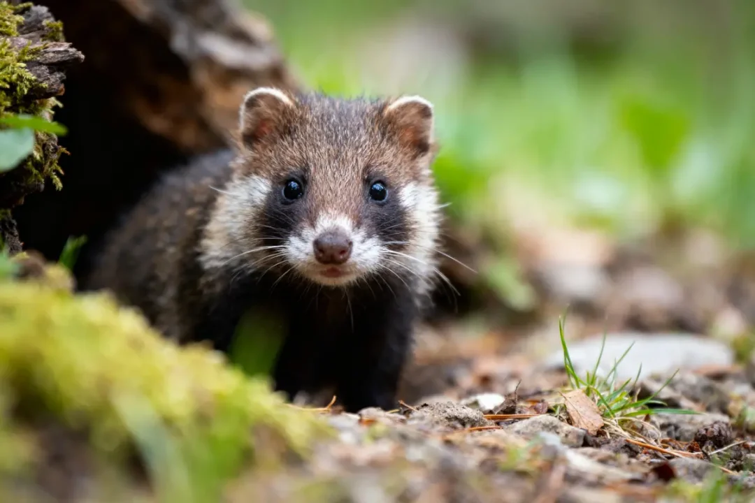 Un jeune tanuki sortant d'un terrier, entouré de végétation verte et mousse.