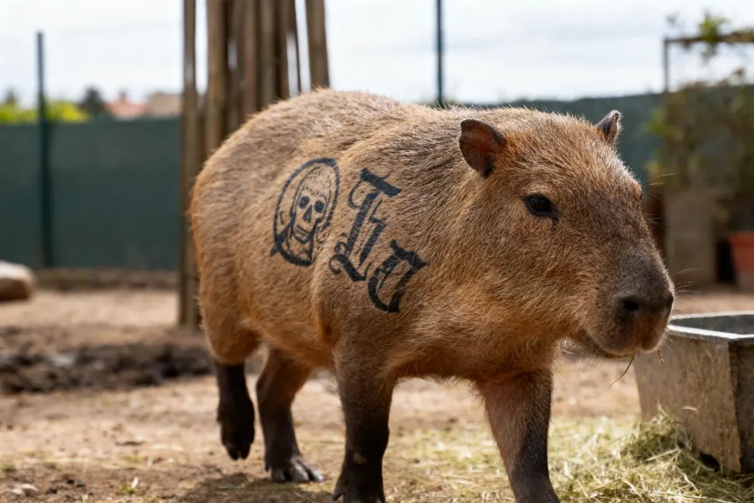 Capybara avec tatouage de crâne et lettres gothiques sur le flanc, dans un enclos extérieur.