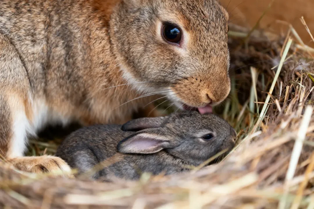 Lapin lèche son petit dans un nid de foin, scène touchante de tendresse animale.