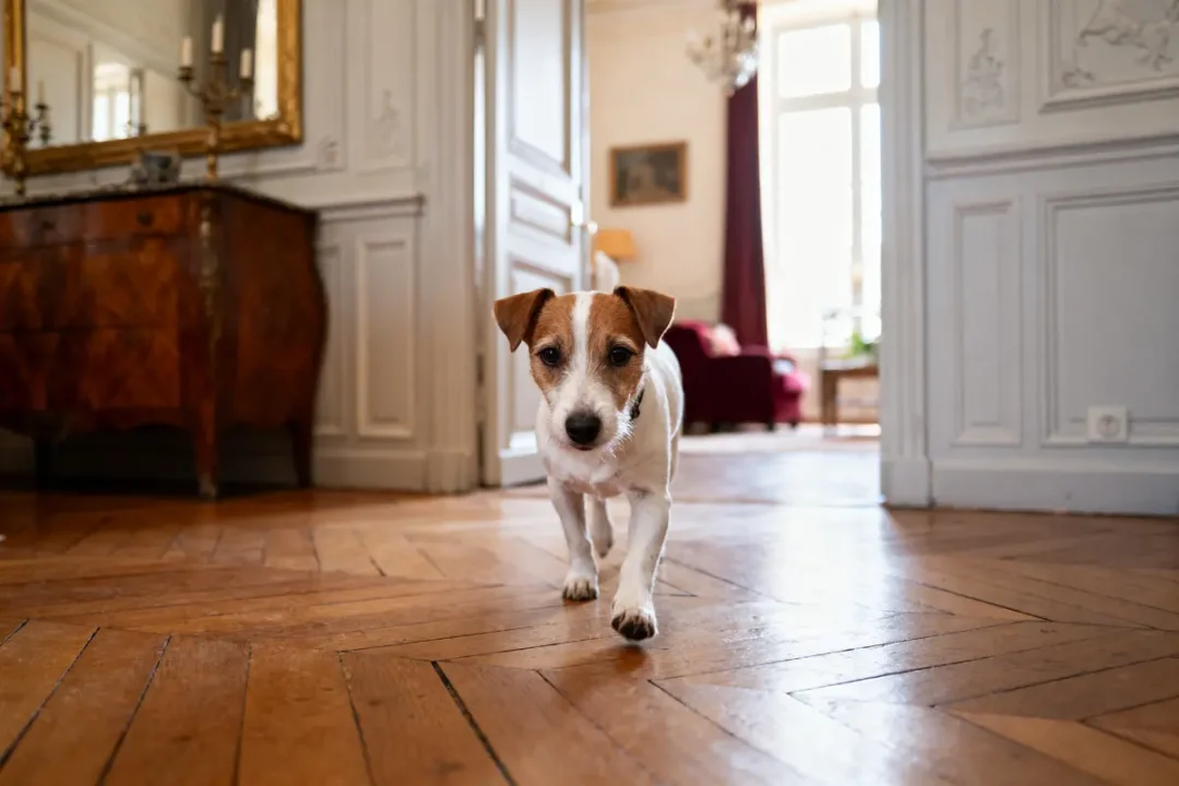 Petit chien marche sur parquet dans un intérieur élégant avec meubles anciens.