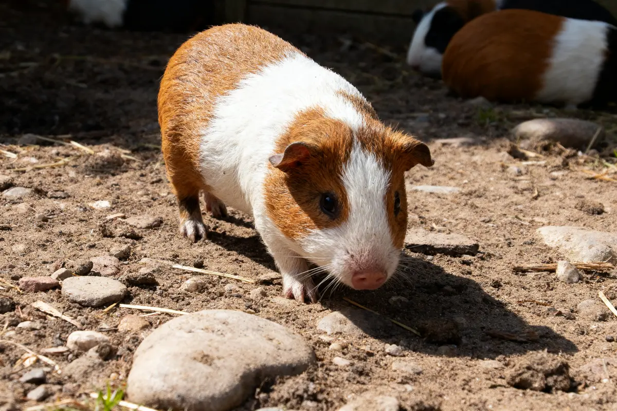 Cochon d'Inde marron et blanc marchant sur sol terreux, avec des pierres autour, en extérieur.