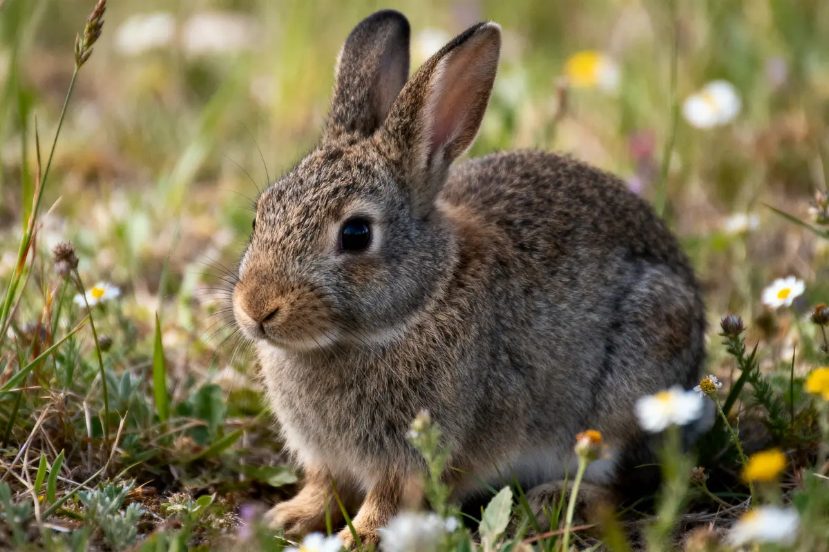 Lapin gris assis dans l'herbe avec des fleurs blanches et jaunes autour.