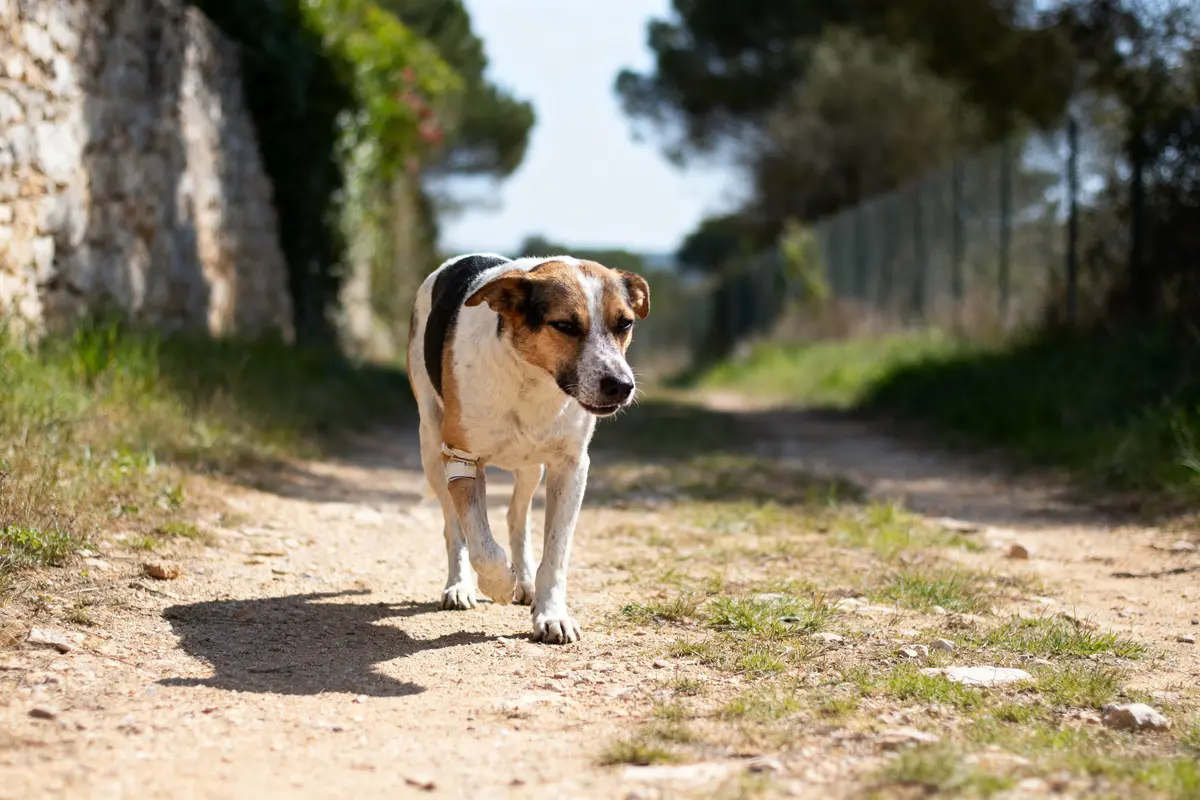 Chien marchant sur un chemin de terre, entouré de verdure et d'un mur en pierre.