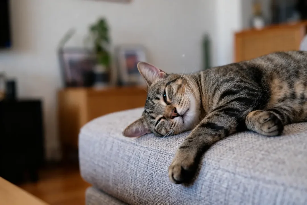 Chat tigré allongé sur canapé gris, regard détendu, décor intérieur flou en arrière-plan.