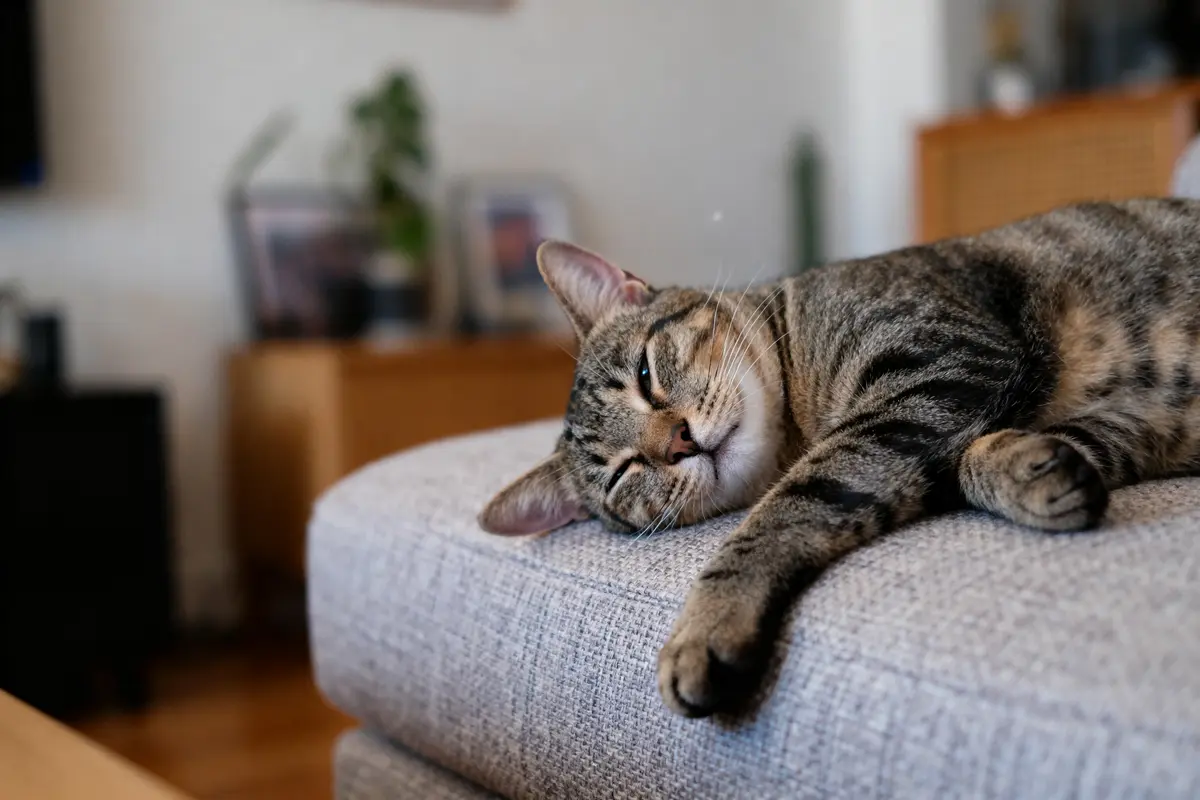 Chat tigré allongé sur canapé gris, regard détendu, décor intérieur flou en arriÚre-plan.