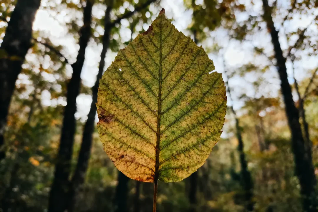 Feuille verte d'arbre avec nervures, fond de forêt floue en automne.