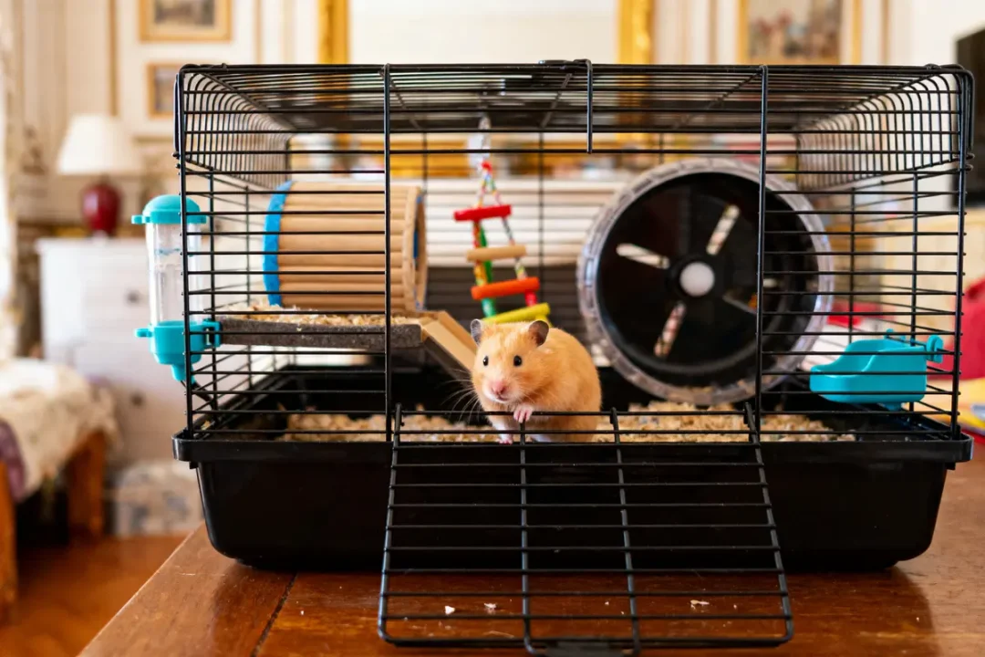 Hamster sortant d'une cage avec roue, tubes et jouets colorés en fond.
