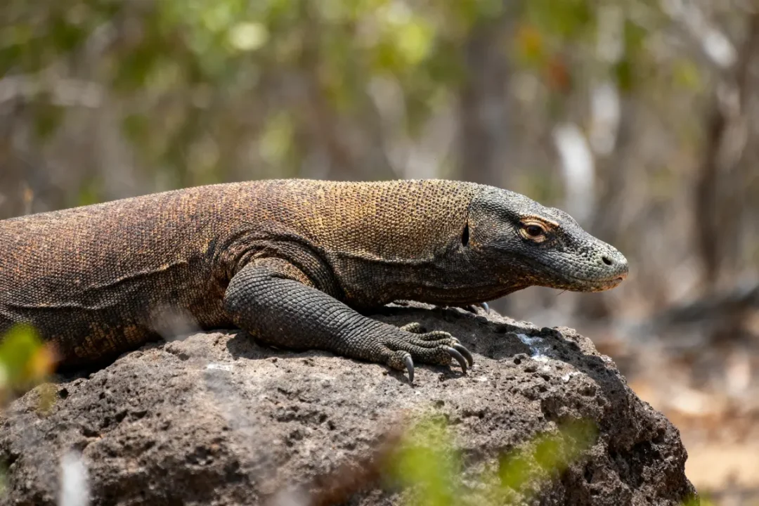 Un dragon de Komodo allongé sur un rocher, fond flou naturel.