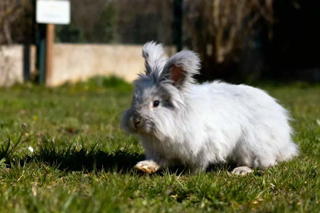Lapin angora gris sur pelouse verte ensoleillée avec arrière-plan flou.
