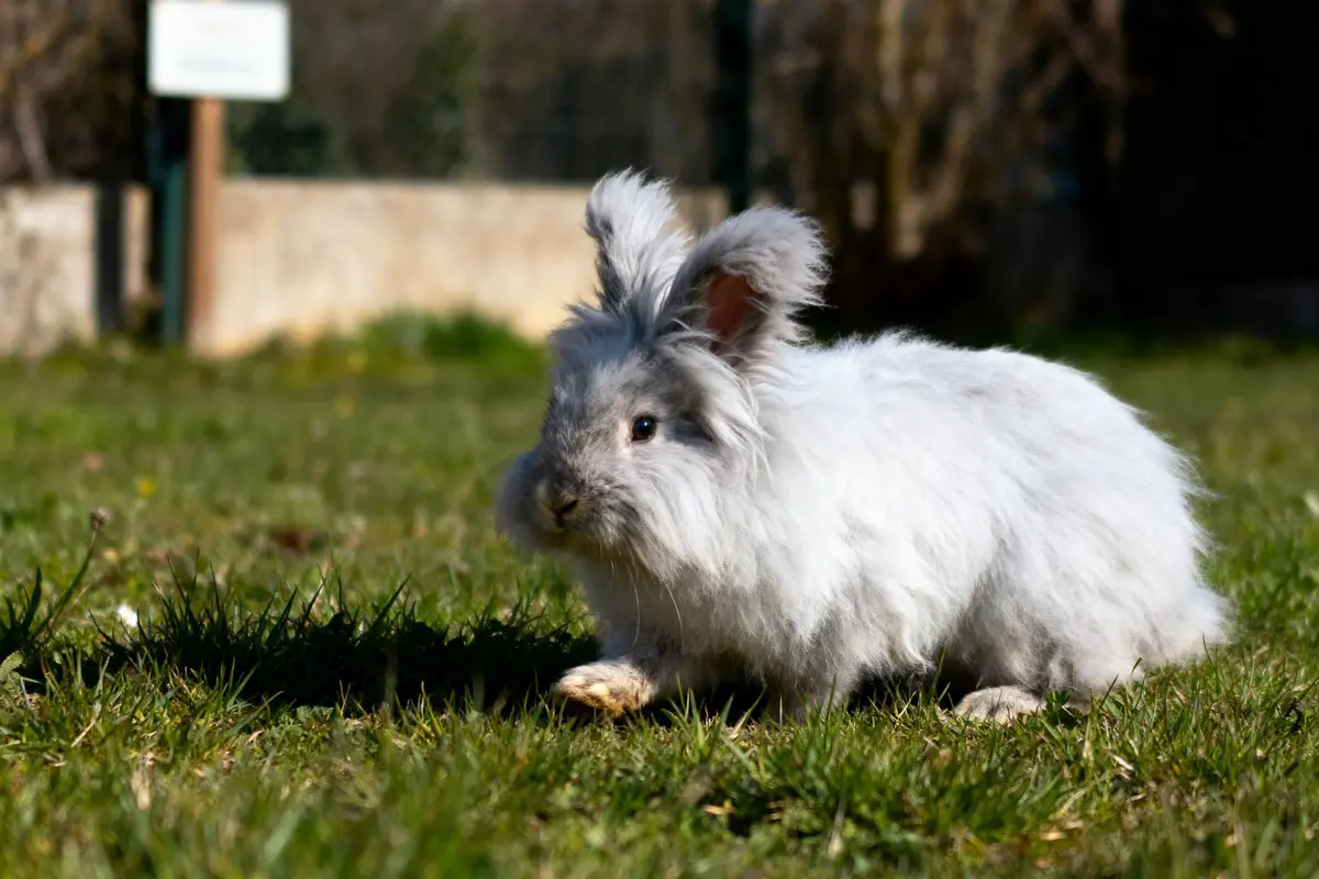 Lapin angora gris sur pelouse verte ensoleillée avec arrière-plan flou.