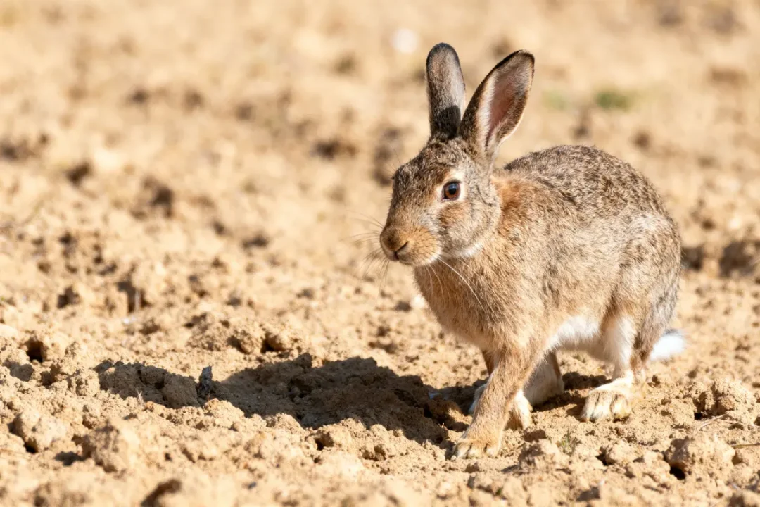Lapin marron sur sol terreux, oreilles dressées, éclairage naturel.