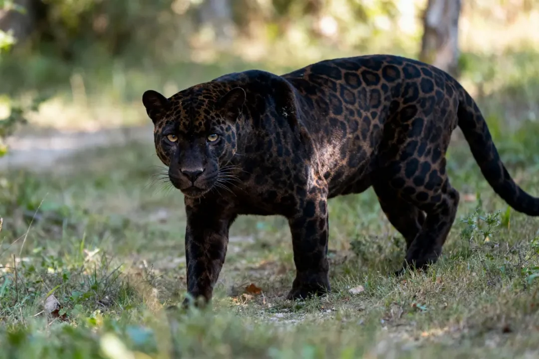 Panthère noire marchant sur l'herbe dans un environnement forestier, regardant vers l'objectif.