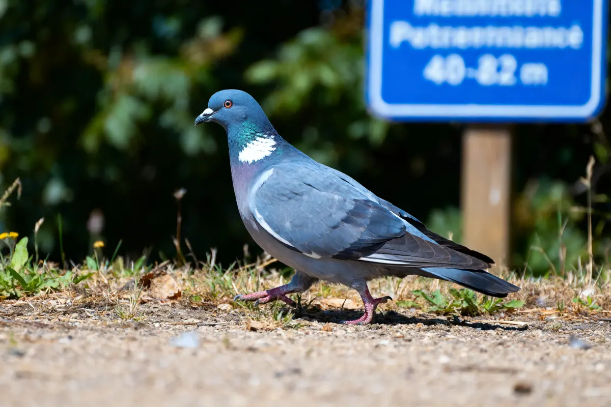 Pigeon marchant sur un chemin, fond flou, panneau bleu indiquant hauteur entre 40-82 cm.