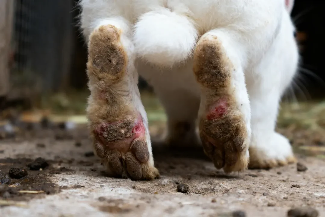 Pattes arrière d'un lapin avec des blessures, marchant sur sol terreux.