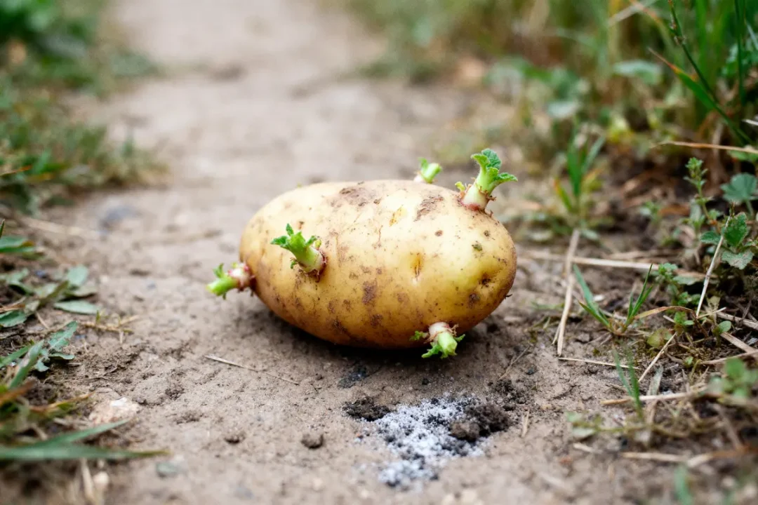 Pomme de terre germée posée sur un chemin terreux, entourée de quelques herbes.
