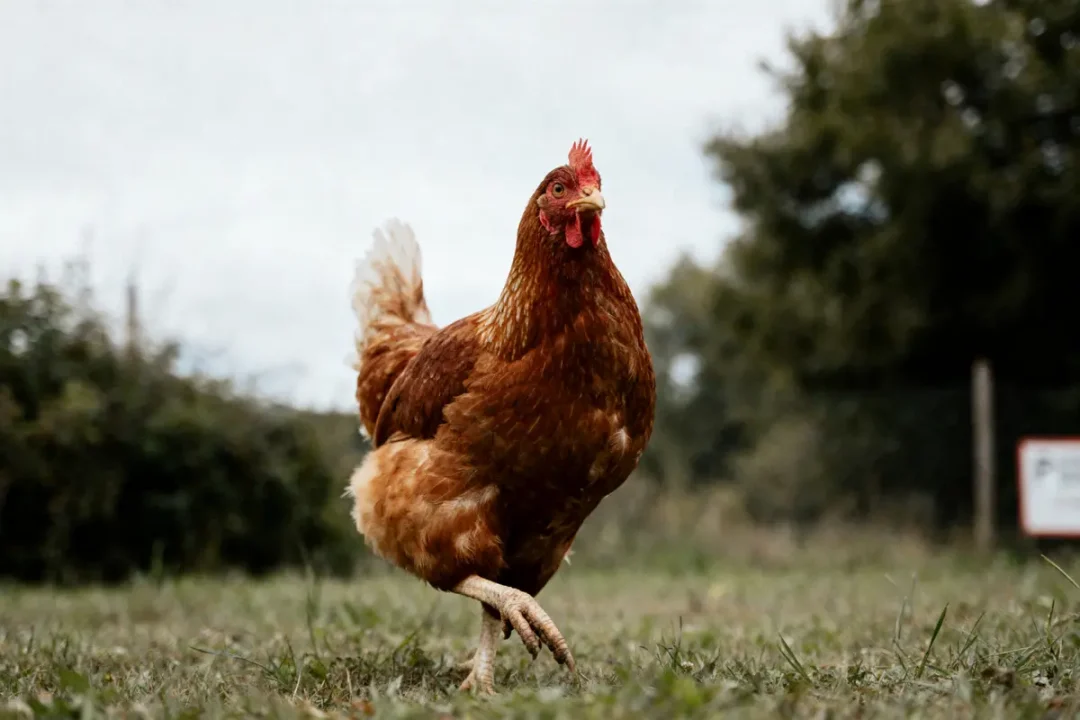 Poule rousse marchant sur l'herbe avec arbres en arrière-plan. Journée nuageuse et ambiance naturelle.