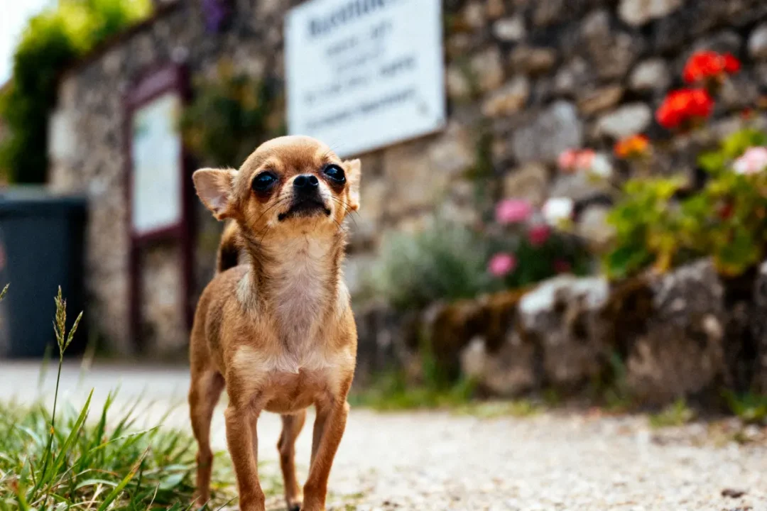 Chihuahua brun sur chemin, fond de mur en pierre et fleurs colorées. Atmosphère estivale et villageoise.