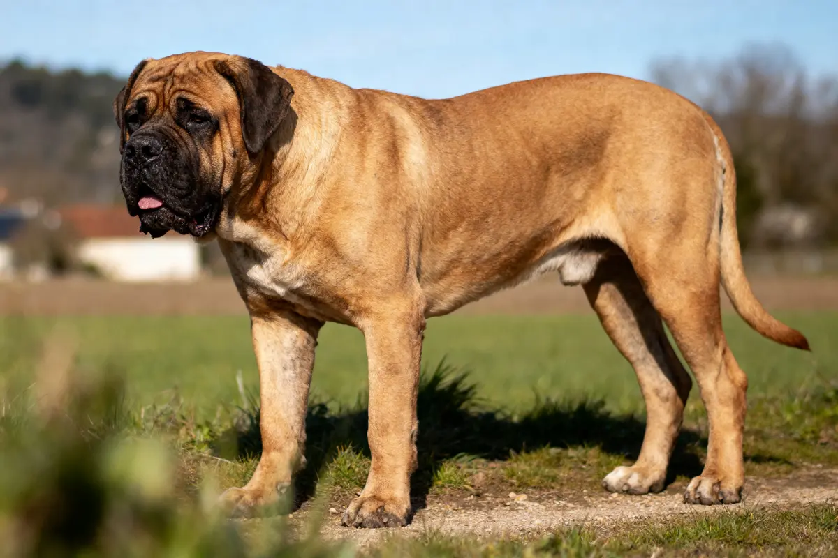 Chien mastiff brun debout sur l'herbe, paysage flou en arrière-plan, ciel bleu.