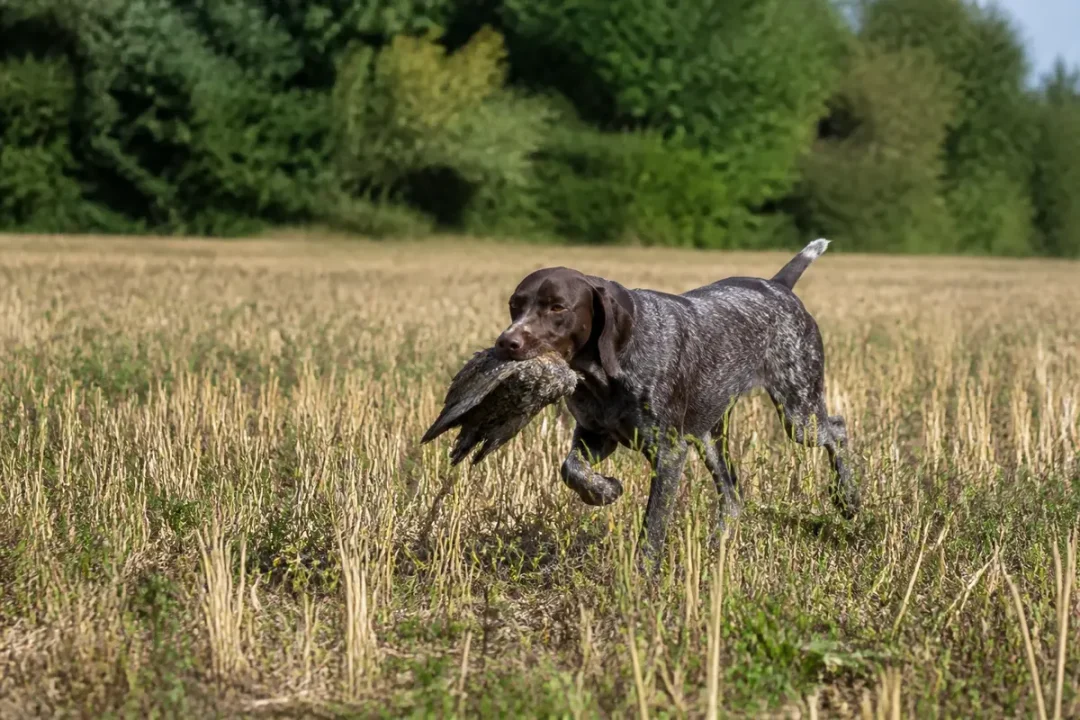 Chien de chasse rapportant un oiseau dans un champ, avec forêt en arrière-plan.